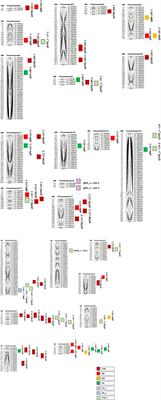 Identification of Stable and Multiple Environment Interaction QTLs and Candidate Genes for Fiber Productive Traits Under Irrigated and Water Stress Conditions Using Intraspecific RILs of Gossypium hirsutum var. MCU5 X TCH1218